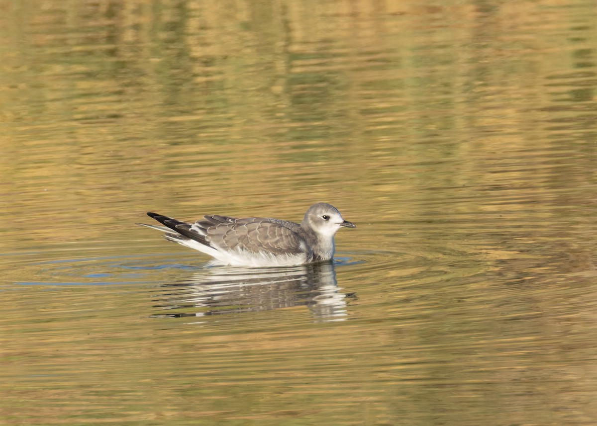 Sabine's Gull - ML642028963