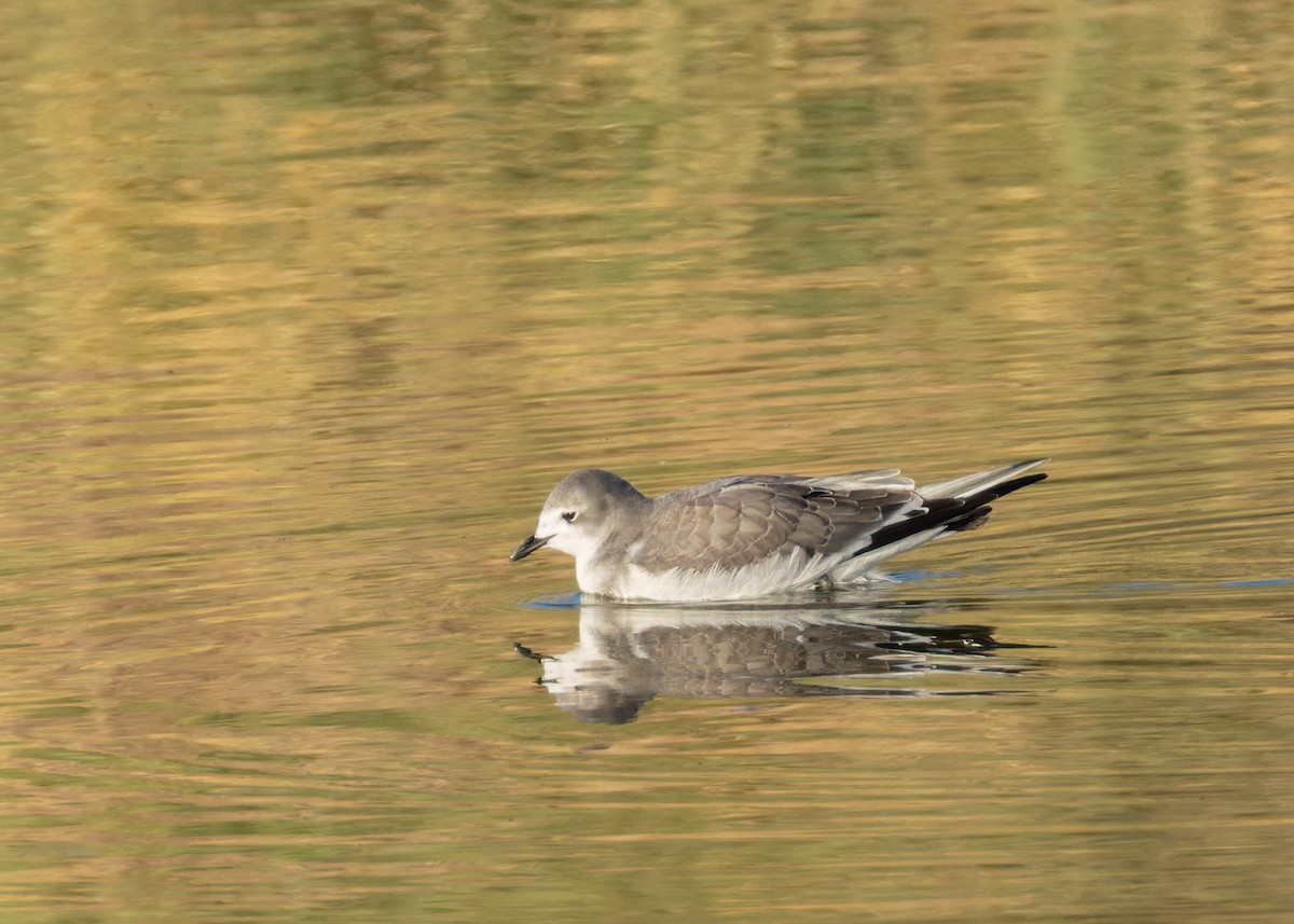 Sabine's Gull - ML642028964