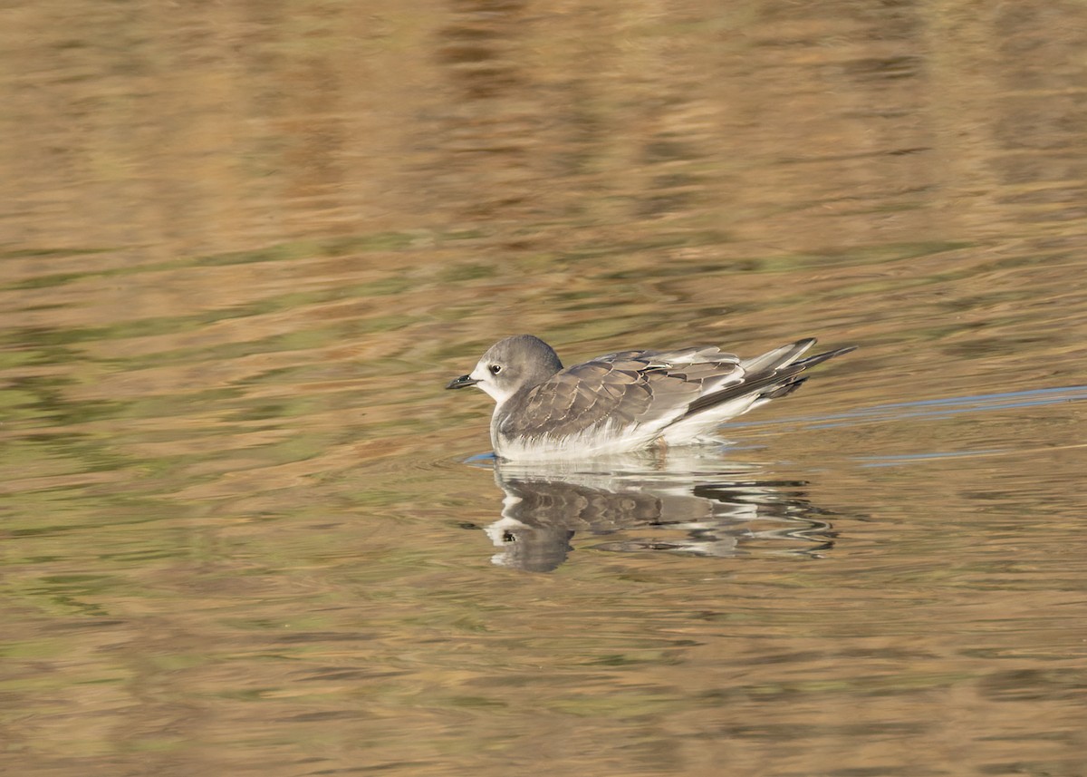Sabine's Gull - ML642028967