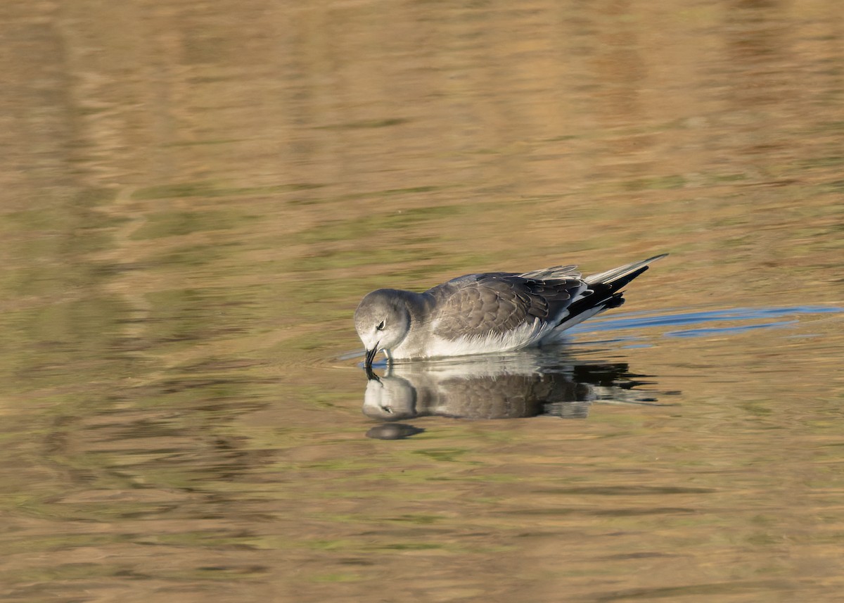 Sabine's Gull - ML642028969