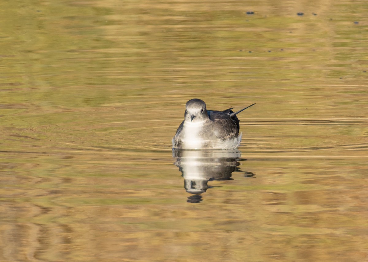 Sabine's Gull - ML642028970