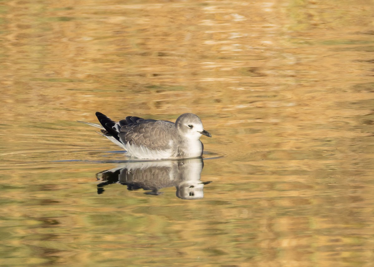 Sabine's Gull - ML642028973