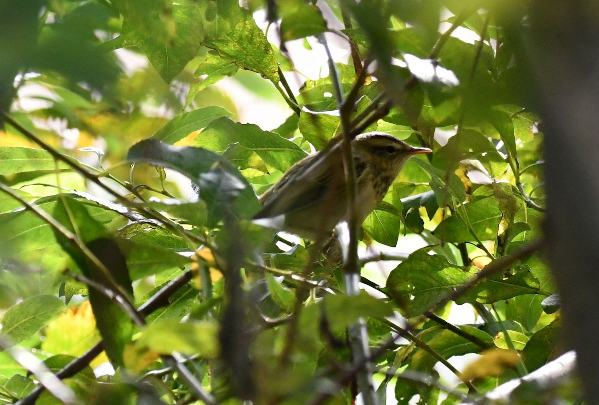 Sedge Warbler - ML642028975