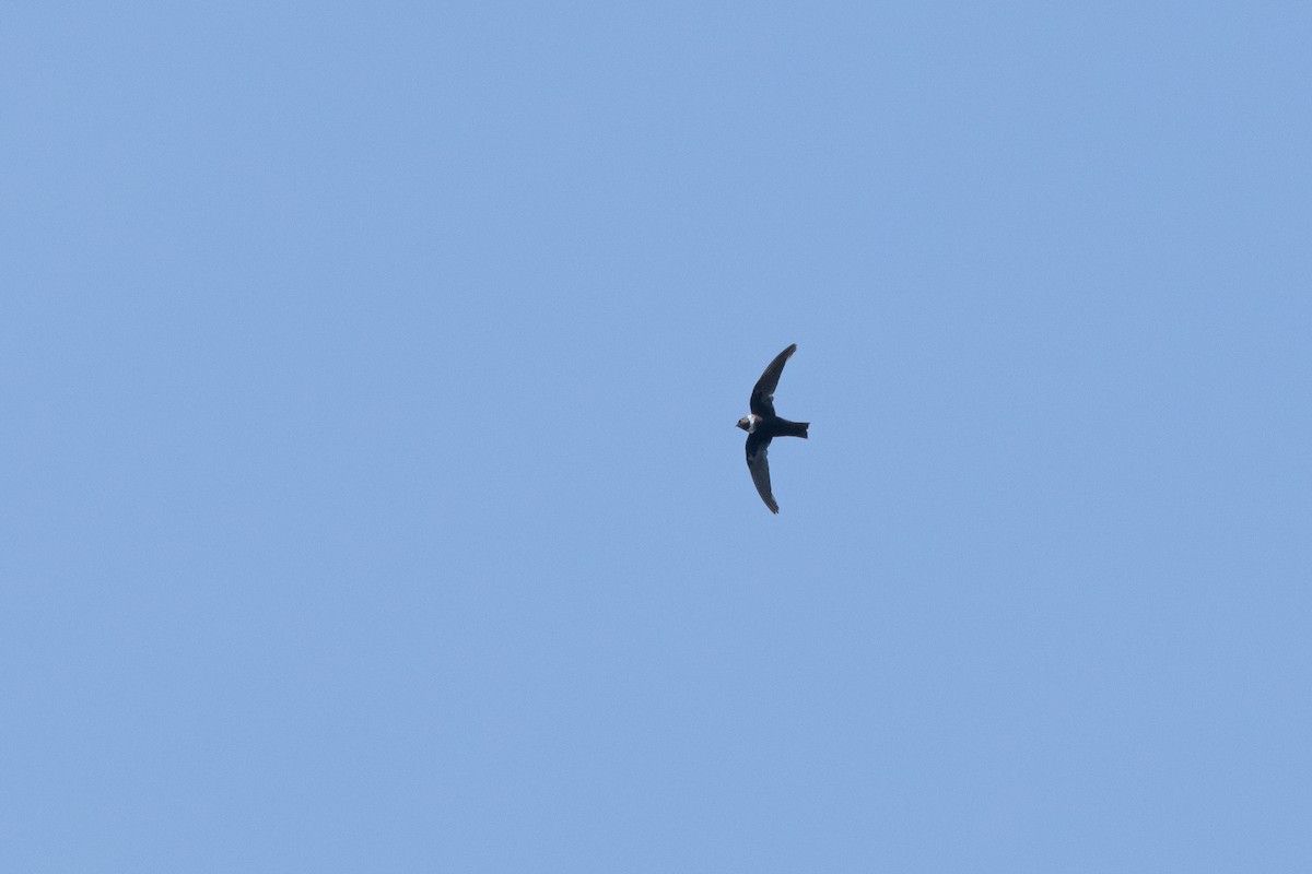 White-collared Swift - ML642028978