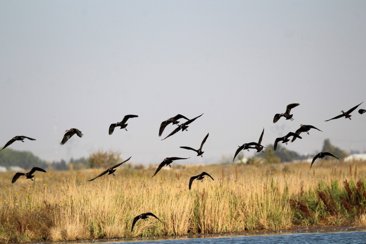 White-faced Ibis - ML642028983