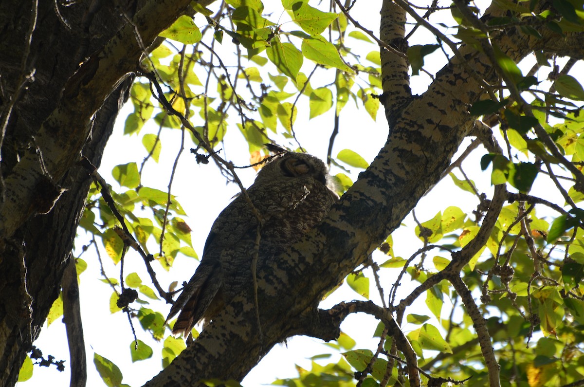 Great Horned Owl - ML642028988