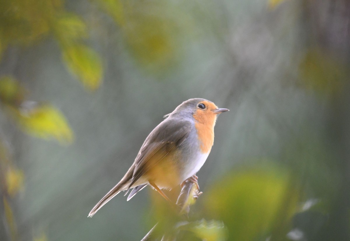 European Robin - ML642028991