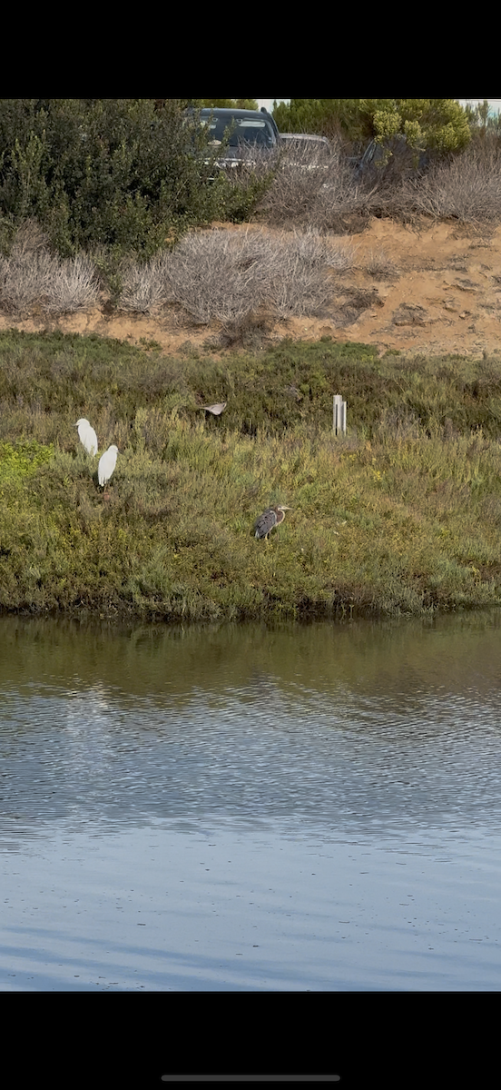 Tricolored Heron - ML642028992