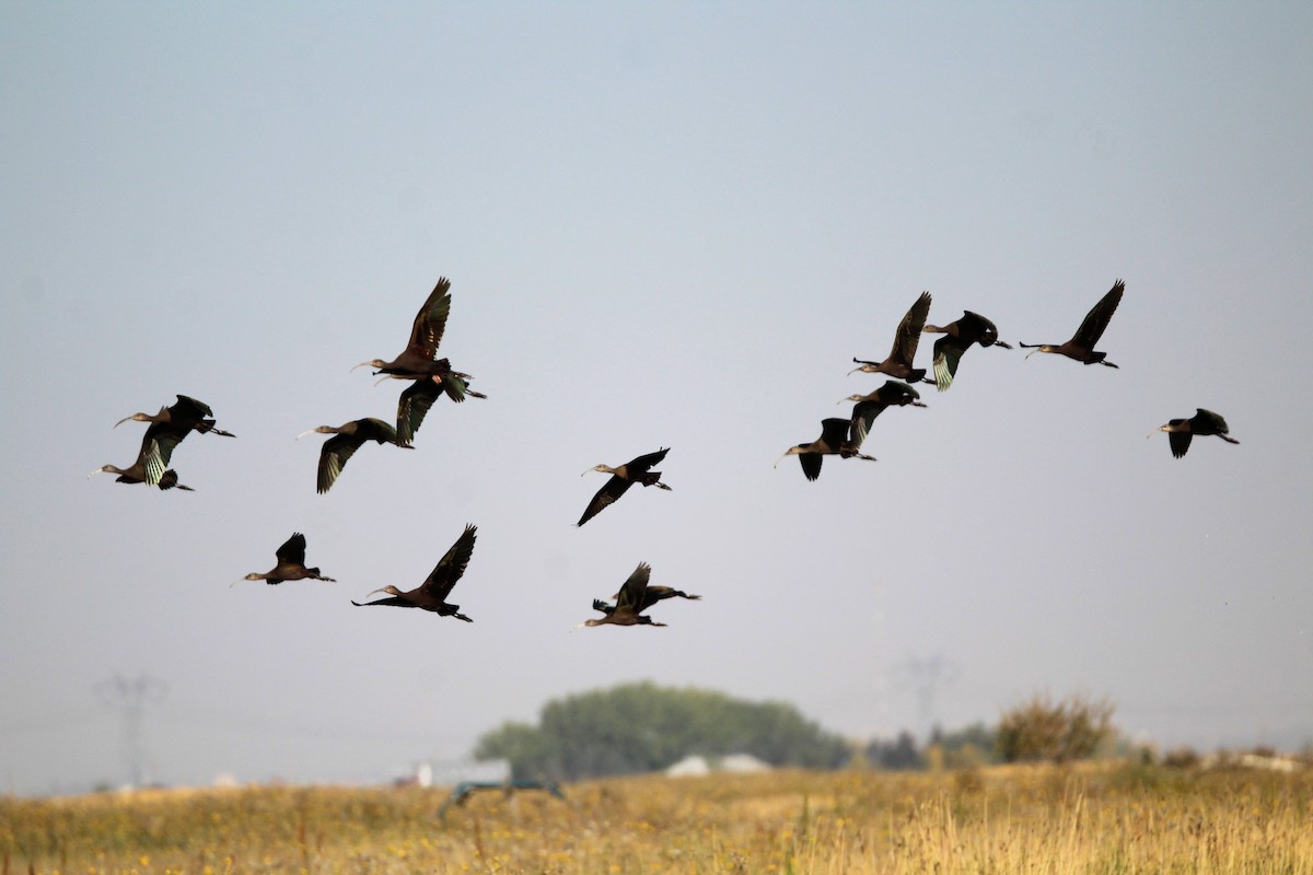 White-faced Ibis - ML642028994
