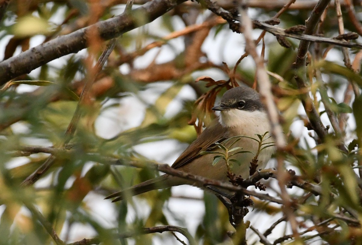 Lesser Whitethroat - ML642028995