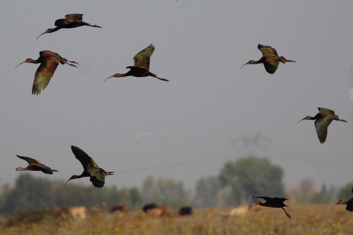 White-faced Ibis - ML642029002
