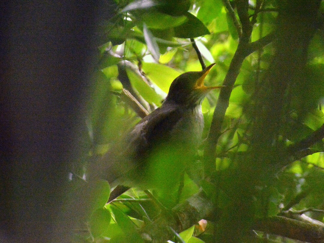 Blacksmith Thrush - ML642029007