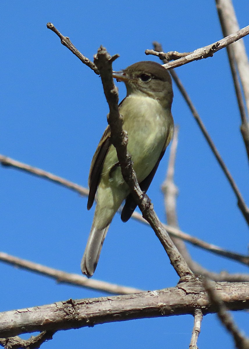 Willow Flycatcher - ML642029017