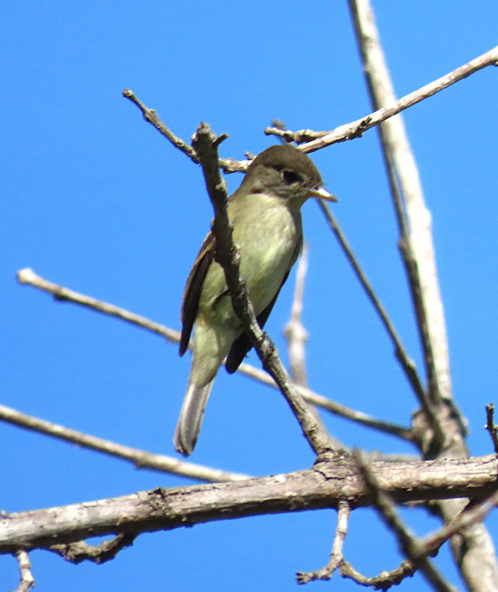 Willow Flycatcher - ML642029018
