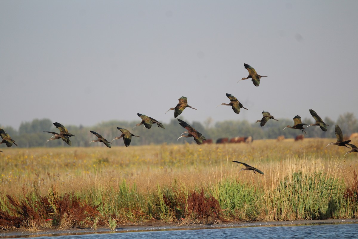 White-faced Ibis - ML642029028