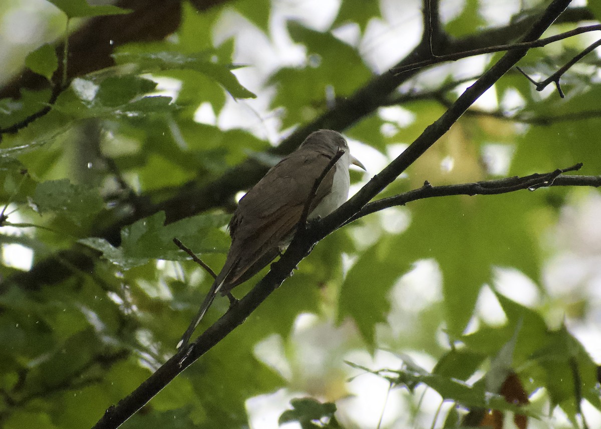 Yellow-billed Cuckoo - ML642029045