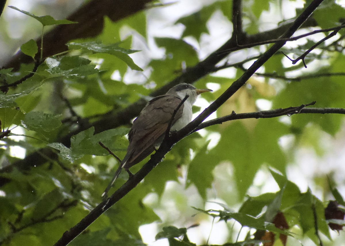Yellow-billed Cuckoo - ML642029046