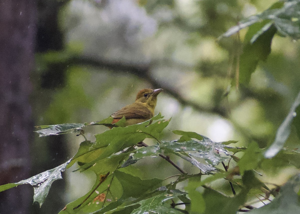 Summer Tanager - ML642029048