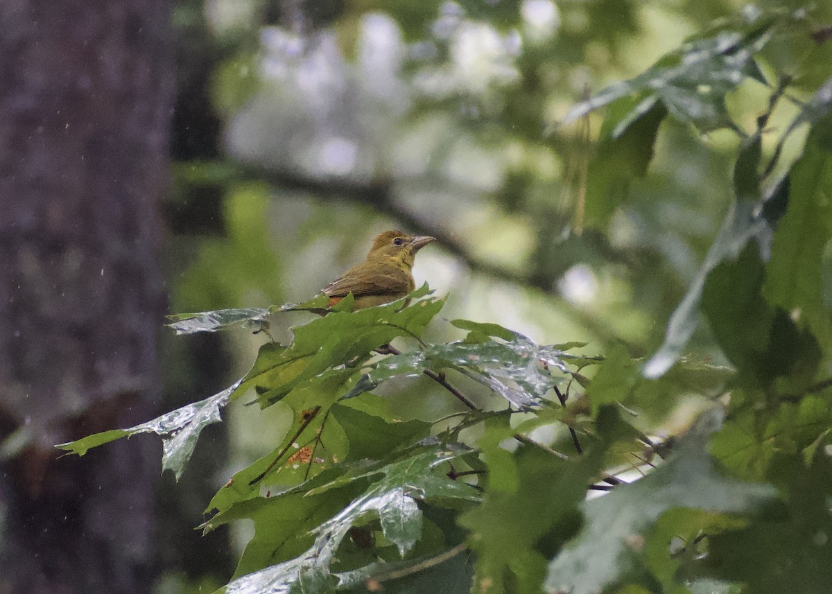 Summer Tanager - ML642029049