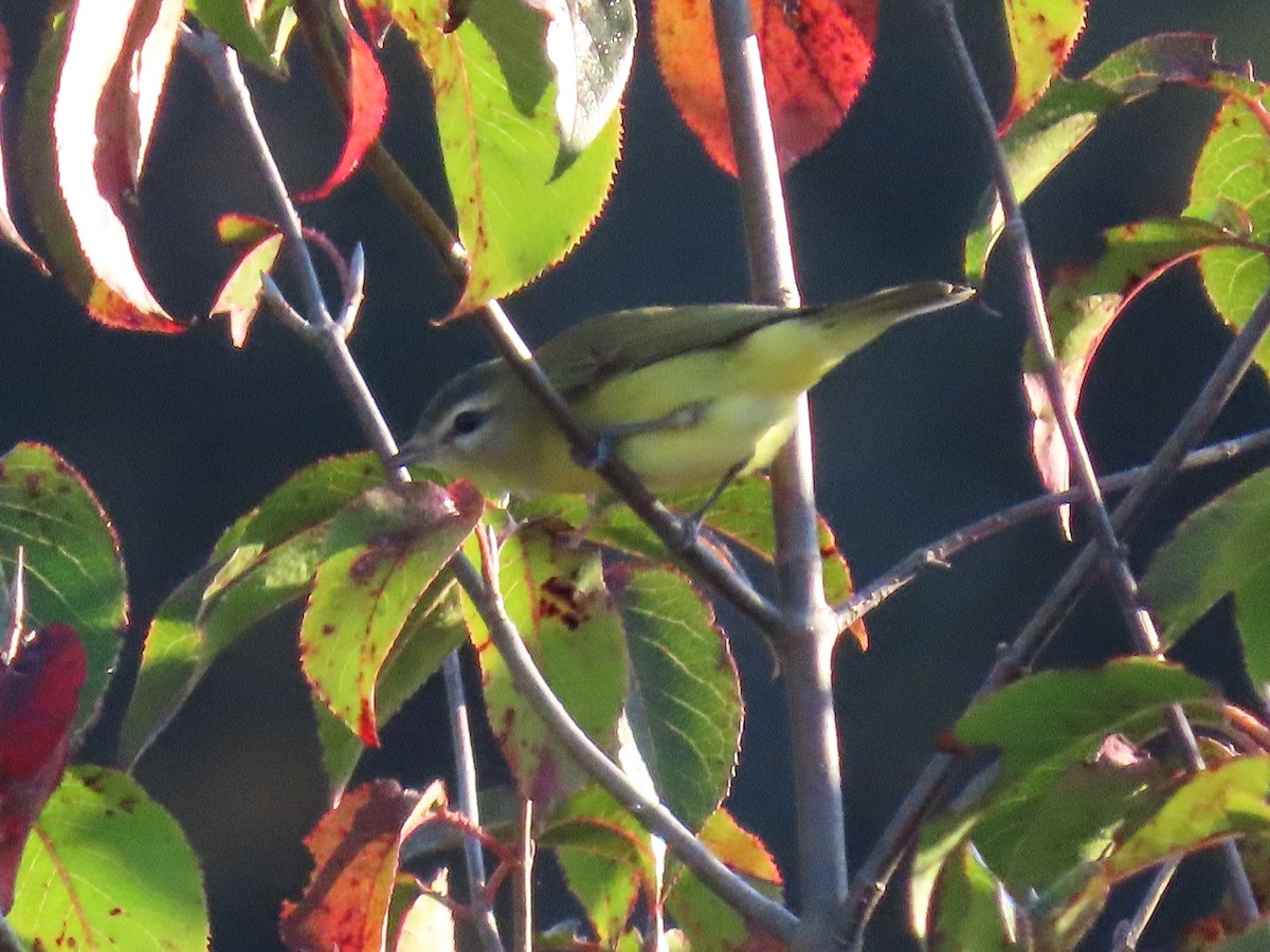 Vireo de Filadelfia - ML642029050