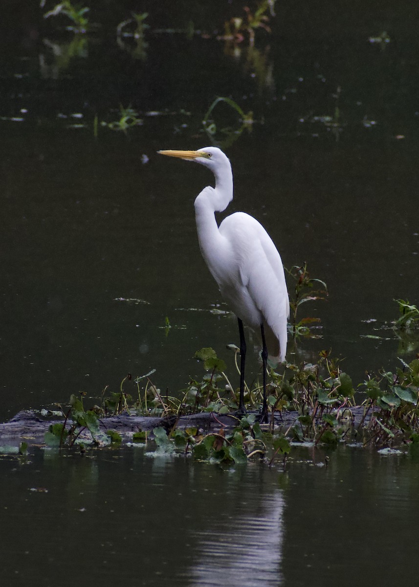 Цасч дэглий - ML642029051