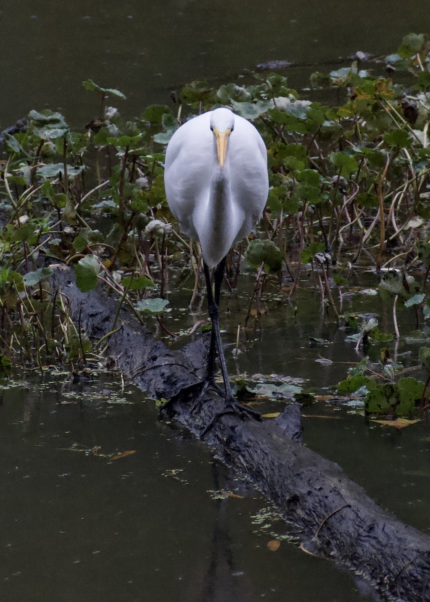 Цасч дэглий - ML642029053