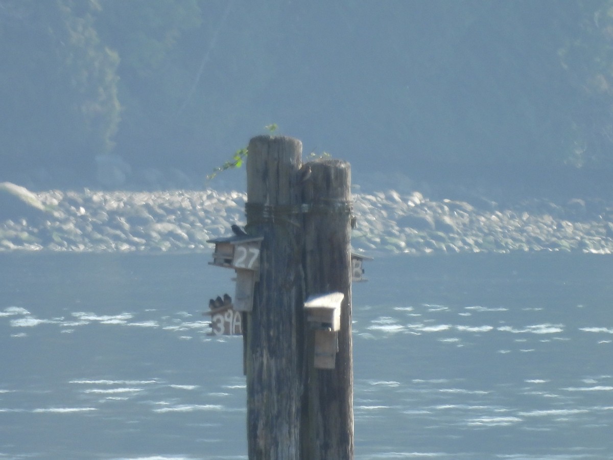 Purple Martin - ML642029055