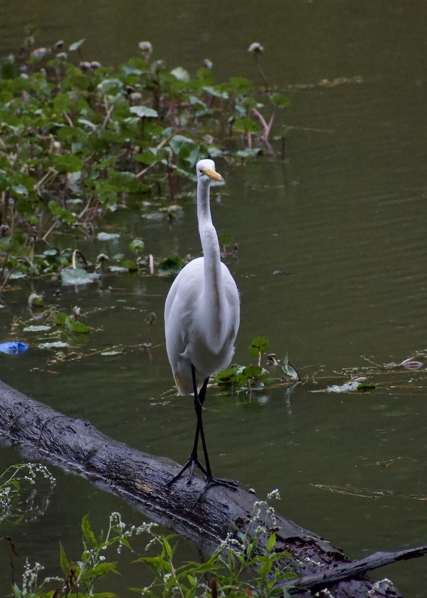 Цасч дэглий - ML642029057