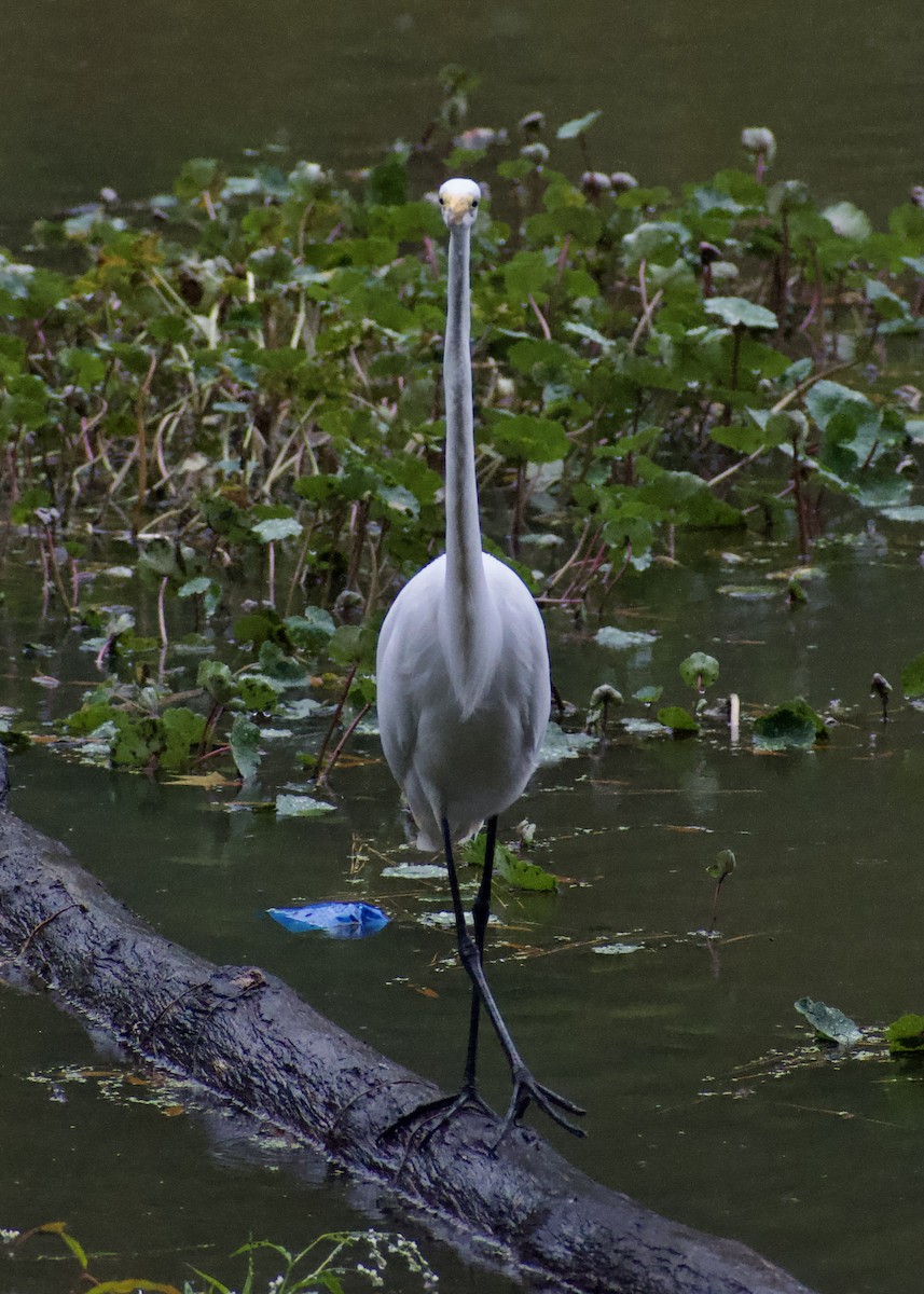 Цасч дэглий - ML642029058