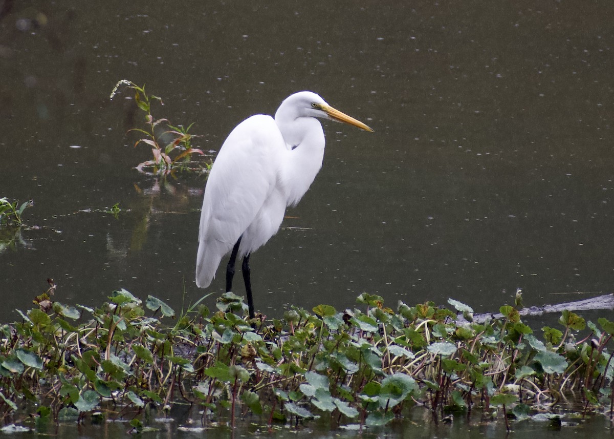 Цасч дэглий - ML642029061