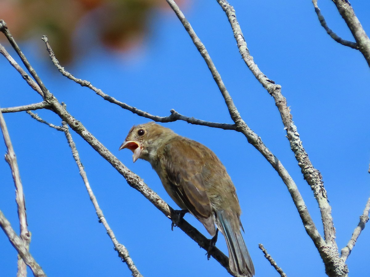Passerin indigo - ML642029070