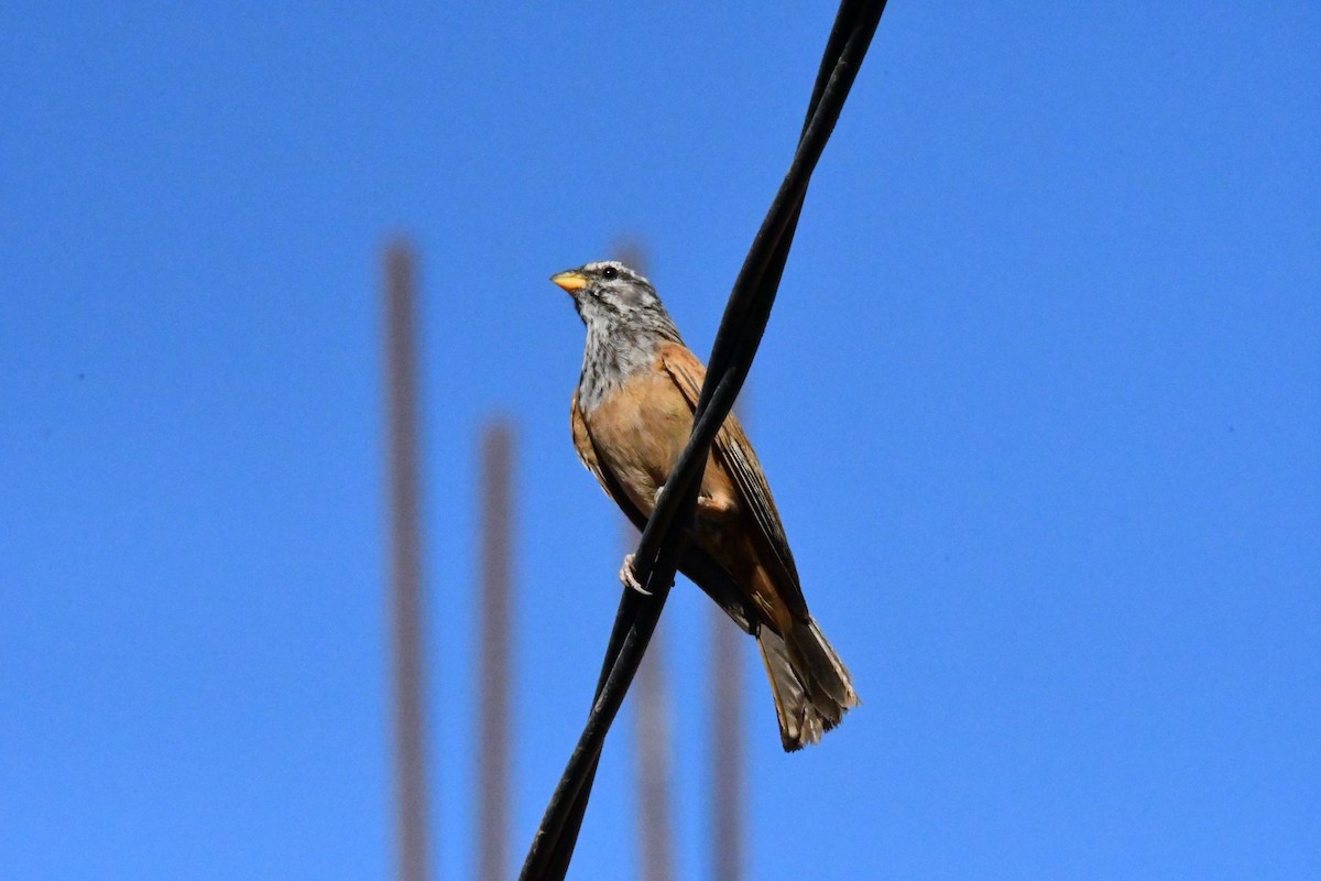 Bruant du Sahara - ML642029071