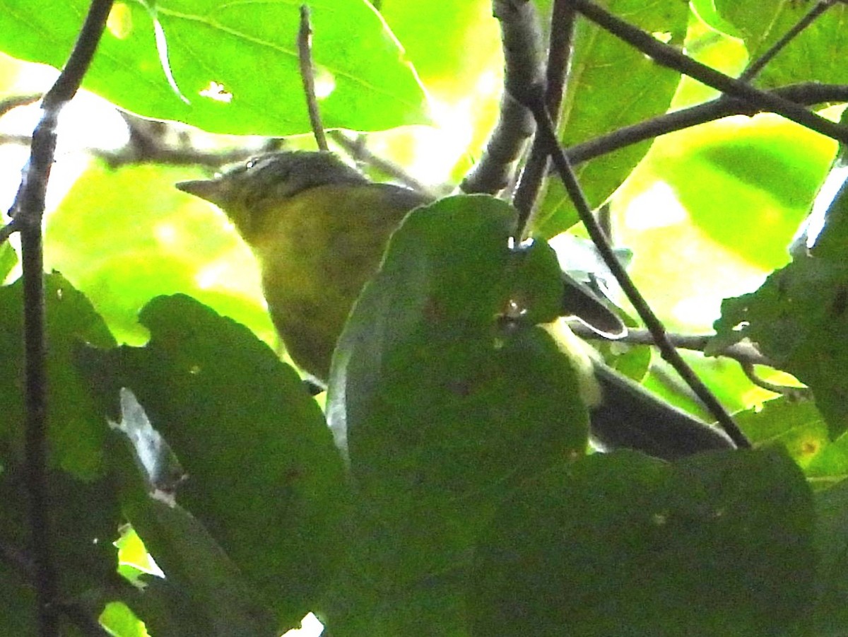 Paruline à couronne dorée (groupe culicivorus) - ML642029080