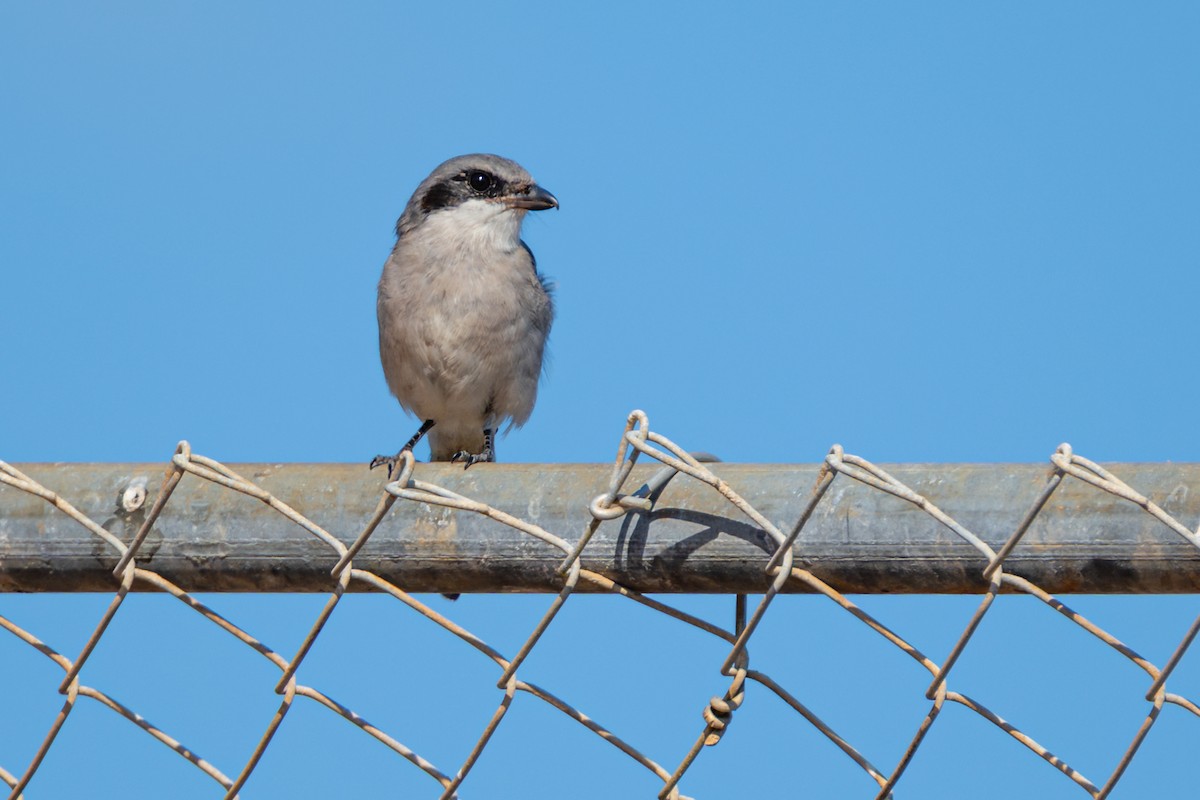 Pie-grièche migratrice - ML642029081
