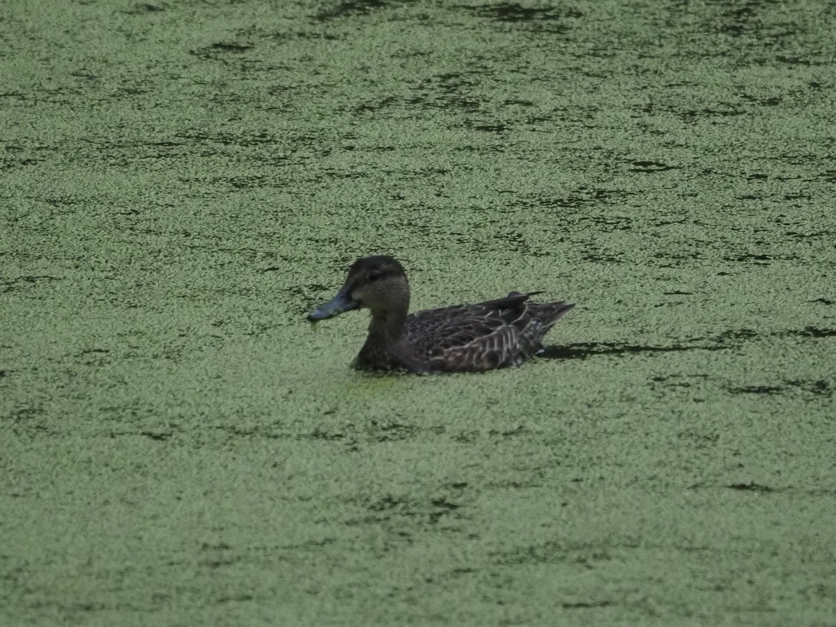 Blue-winged Teal - ML642029089