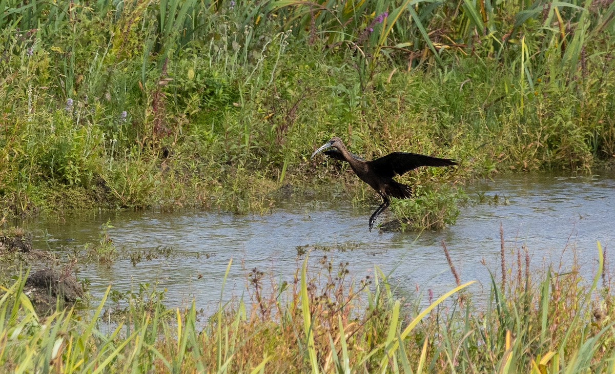 Ibis falcinelle - ML642029090