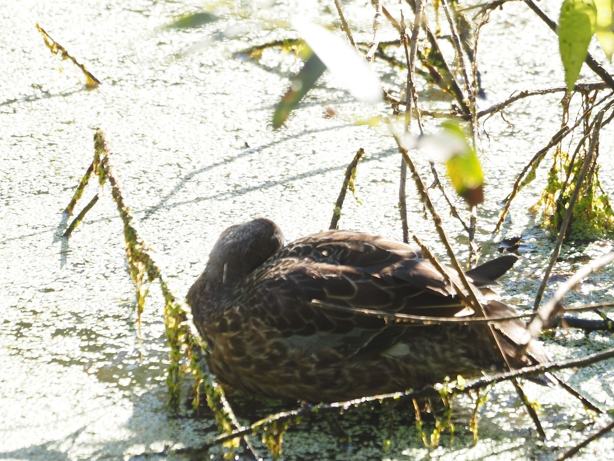 Blue-winged Teal - ML642029096