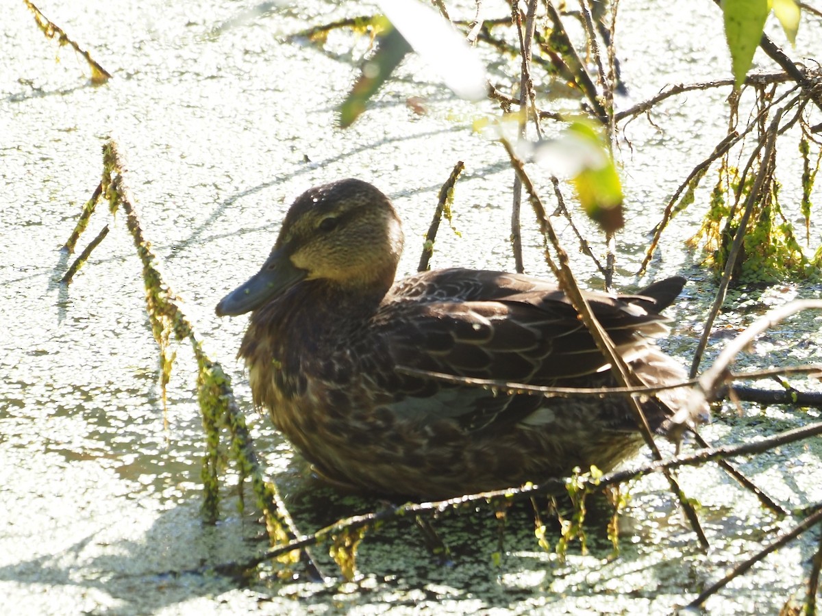 Blue-winged Teal - ML642029104