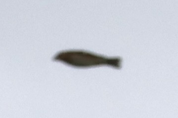 passerine sp. - ML642029105