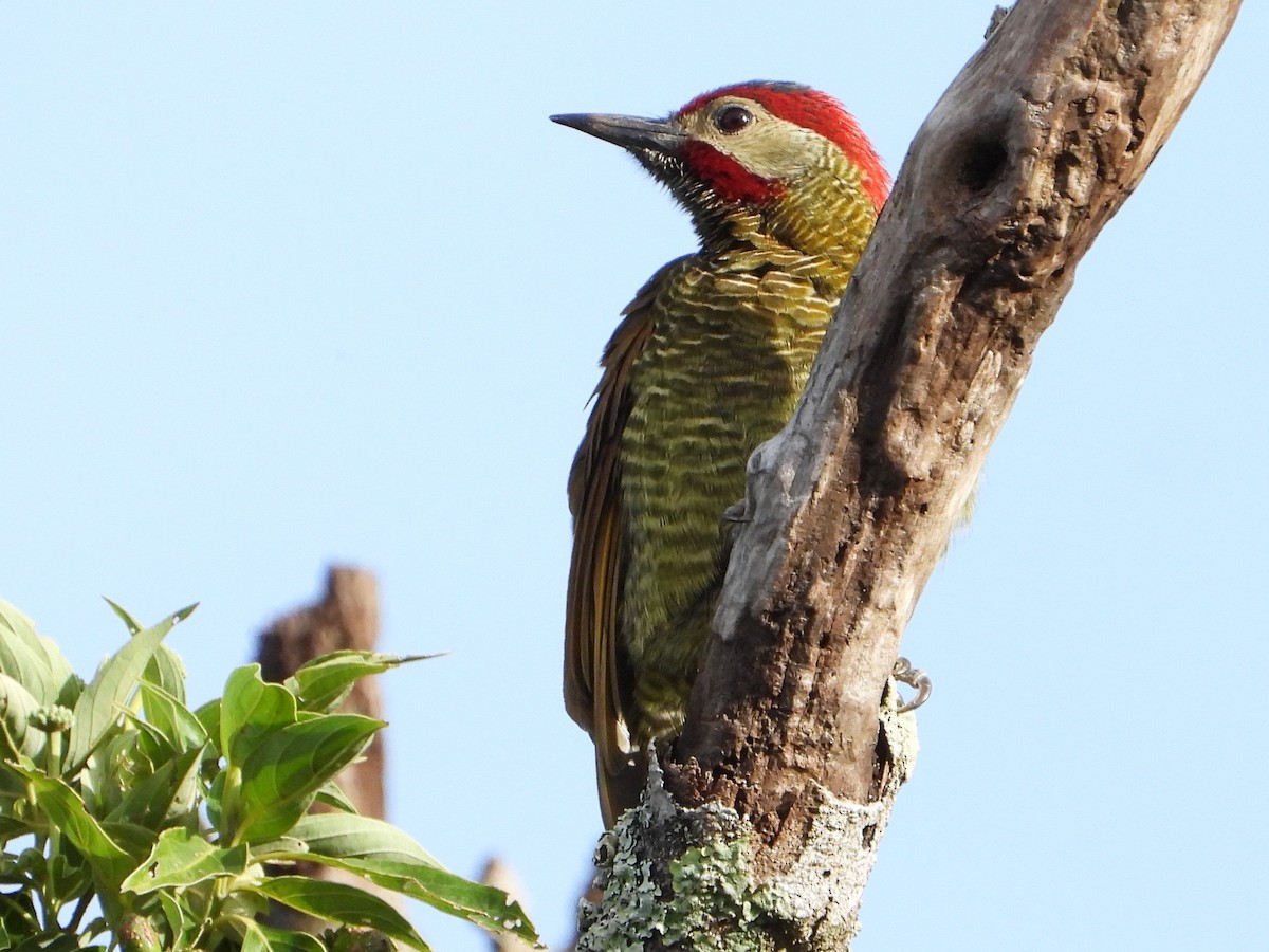 Golden-olive Woodpecker - ML642029115
