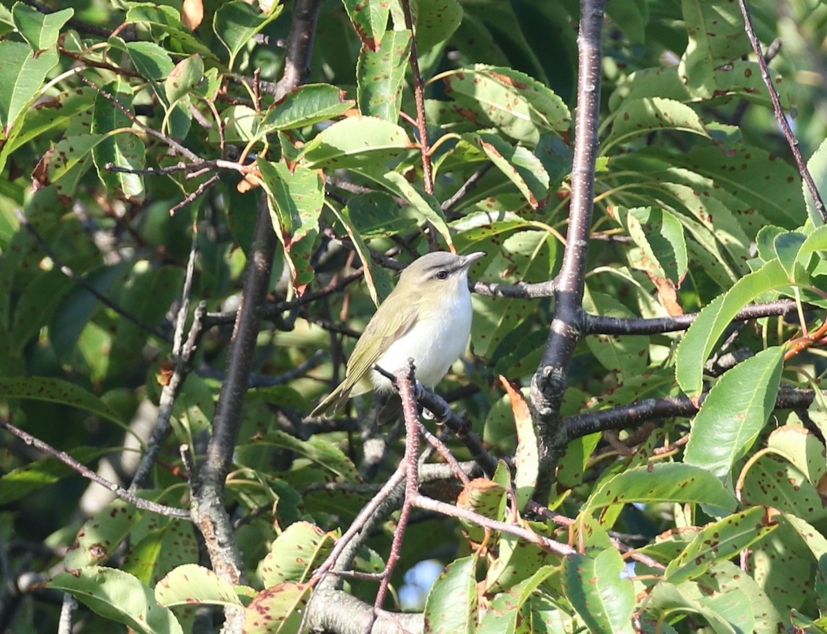 Vireo begigorria - ML642029116
