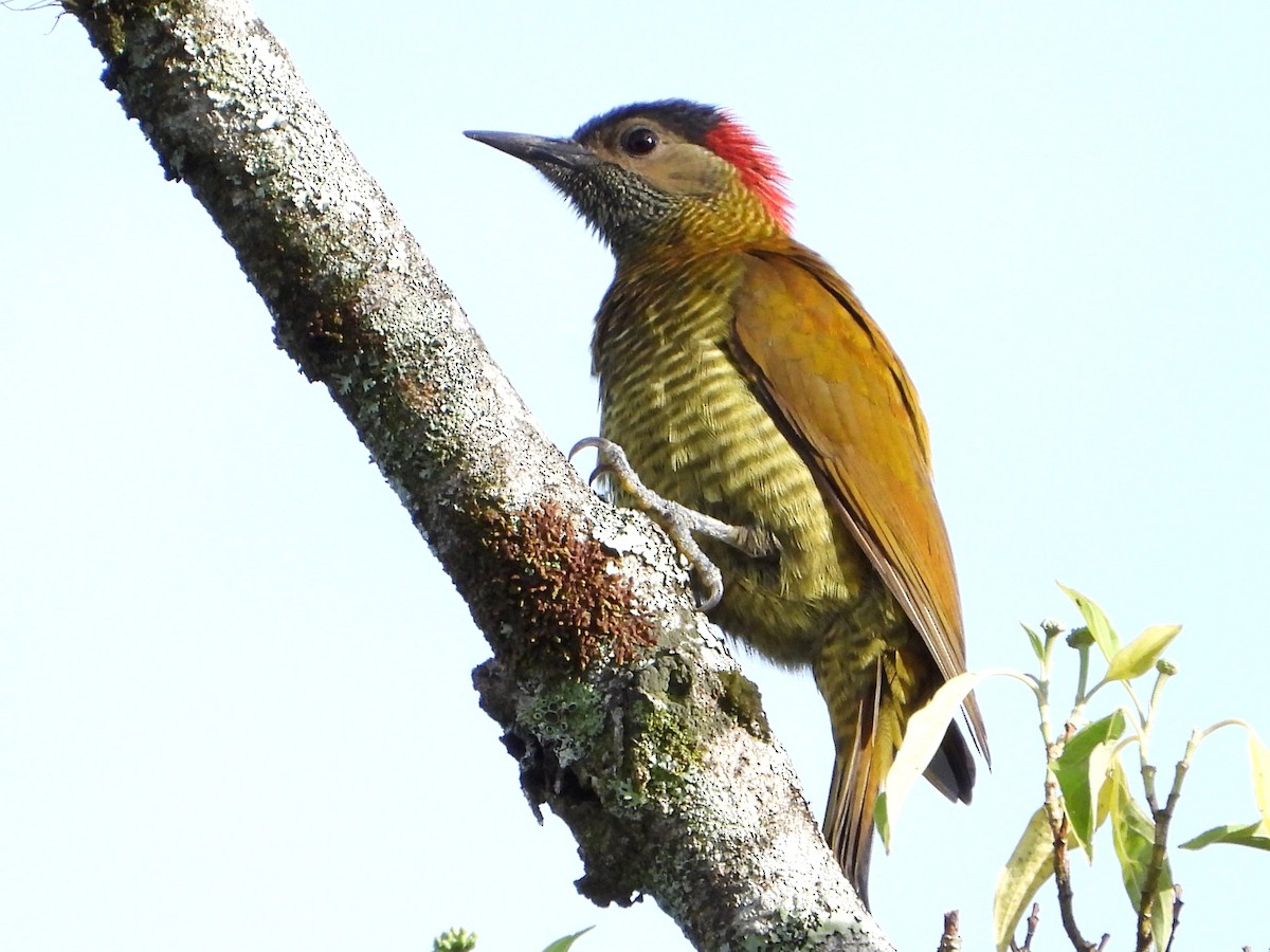 Golden-olive Woodpecker - ML642029119