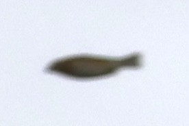 passerine sp. - ML642029124