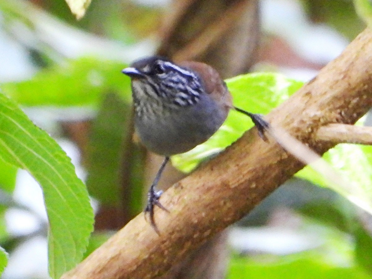 Cucarachero Pechigrís - ML642029146