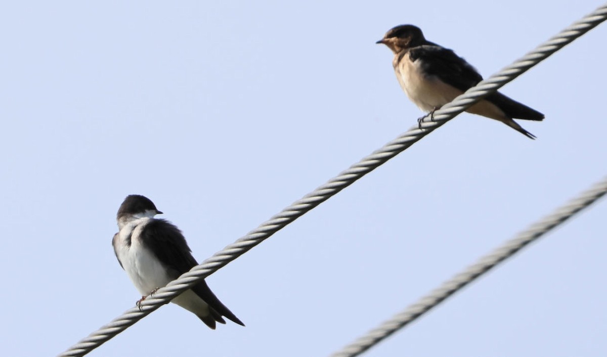 Golondrina Bicolor - ML642029148