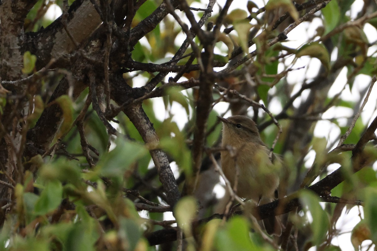 Mosquitero Canario - ML642029155