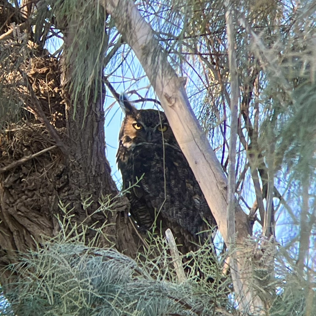 Great Horned Owl - ML642029173