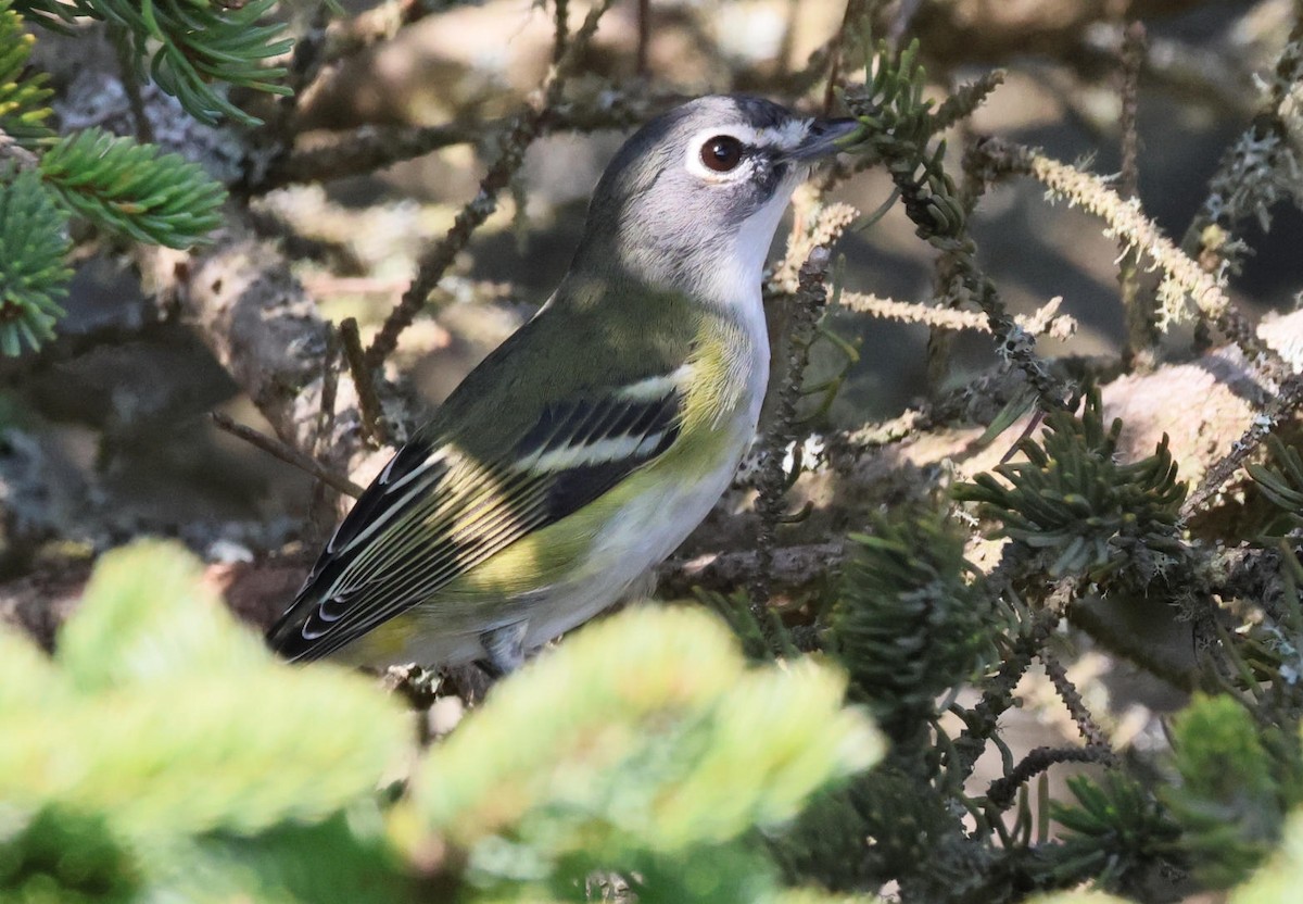 Blue-headed Vireo - ML642029184