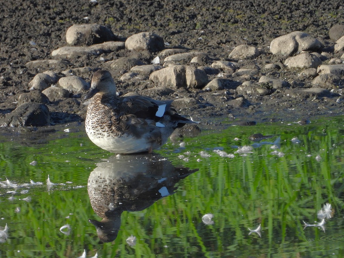 Canard chipeau - ML642029197