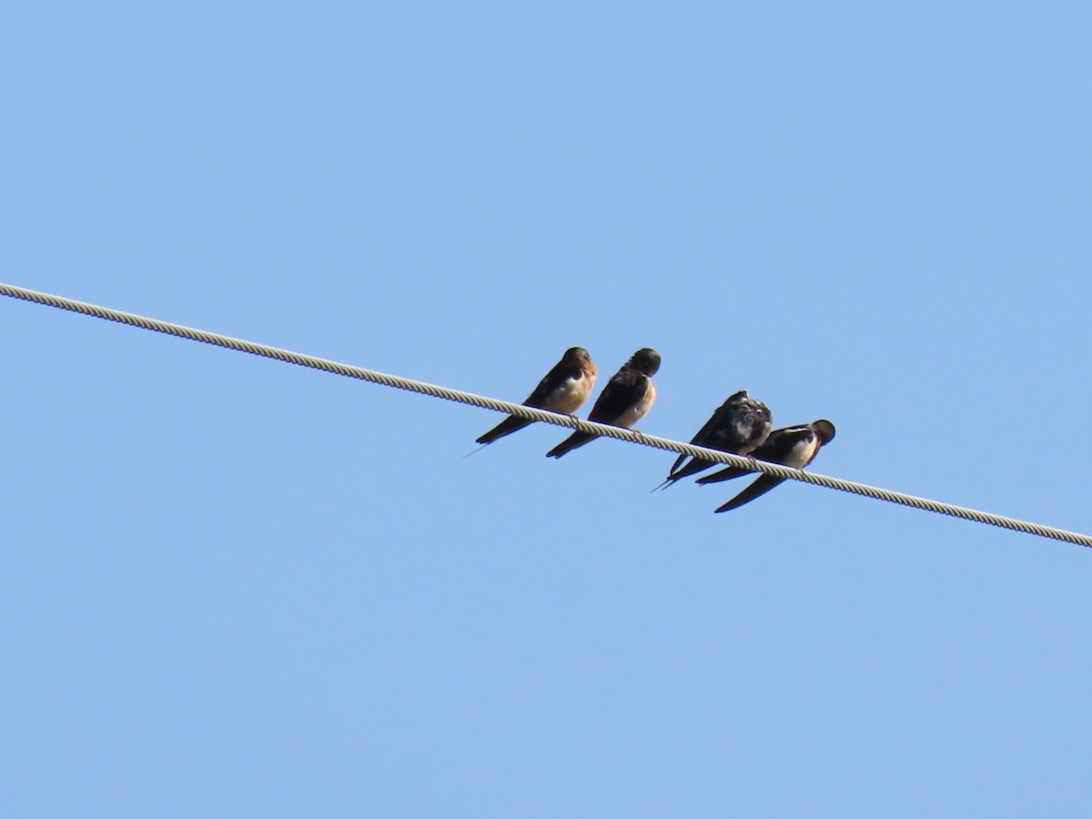 Barn Swallow - ML642029217